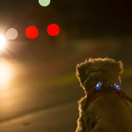 Led-valo Luumi 2kpl 32mm paristoilla punainen Curli - Koiran heijastimet ja turvavalot - 054960 - 2