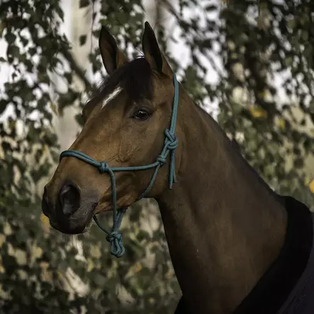 Naruriimu värimix Hansbo Sport - Hevosen nylonriimut - 033760 - 2