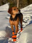 Koiran tossut 4kpl Contact Bootie high oranssi Non-Stop dogwear - Koiran tossut, sukat ja korvasuojat - 038140 - 8
