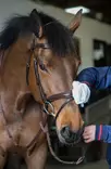 Belvoir Tack Cleaning Mitts Step 1 10kpl Carr & Day & Martin - Hevosen varusteiden hoito ja puhdistus - 029990 - 3