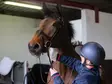 Belvoir Tack Cleaning Mitts Step 1 10kpl Carr & Day & Martin - Hevosen varusteiden hoito ja puhdistus - 029990 - 2