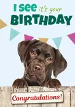 Kortti A5 I see it's your birthday / labrador - Lahjatavarat - 059120 - 1