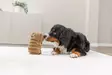 Pehmolelu Kapybara 14cm ruskea Trixie - Koiran pehmolelut - 058000 - 4