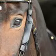 Silmälaput Fokus Blinkers Equality Line - Ratsuhevosen huput ja korvapallot - 057370 - 4