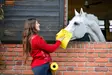 Puhdistusliinarulla Cleaning Cloth 25kpl keltainen Horsewipe - Hevosen varusteiden kuljetus ja säilytys - 060250 - 5