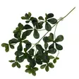 Tekokasvi Aralia Green 60x30cm Terra Della - Terraarion tarvikkeet ja kuivikkeet - 059430 - 1