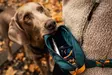 Vyölaukku Trail Quest Rachel Pohl Edition teal-oak Non-stop dogwear - Namitaskut ja koulutusliivit - 052940 - 3