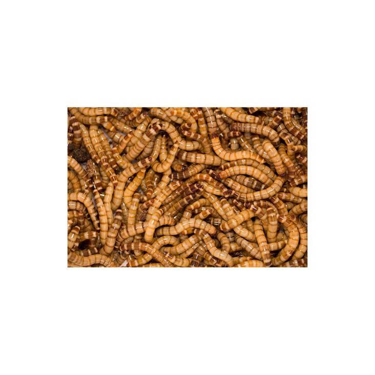 Jättijauhomato KILOHINTA Imazo - Matelijoiden ruokinta ja lisäravinteet - 038720 - 1