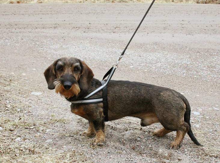 Valjaat lammasnappaa XXXS - XXXL mahanalus lukolla musta Arja's Art - Koiran perusvaljaat - 018570 - 1