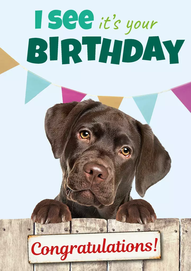 Kortti A5 I see it's your birthday / labrador - Lahjatavarat - 059120 - 1