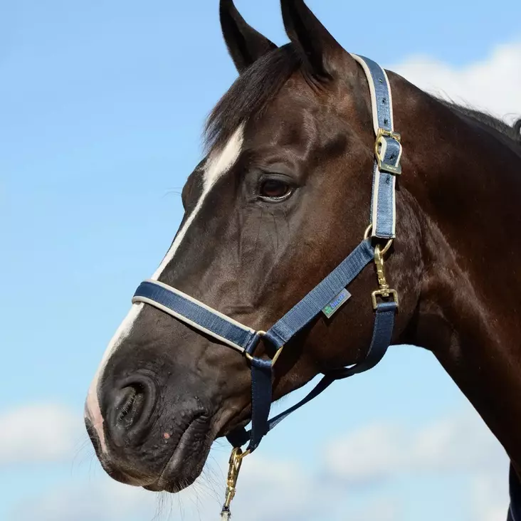 Riimu Dublin navy/silver Bucas - Hevosen nylonriimut - 049540 - 1