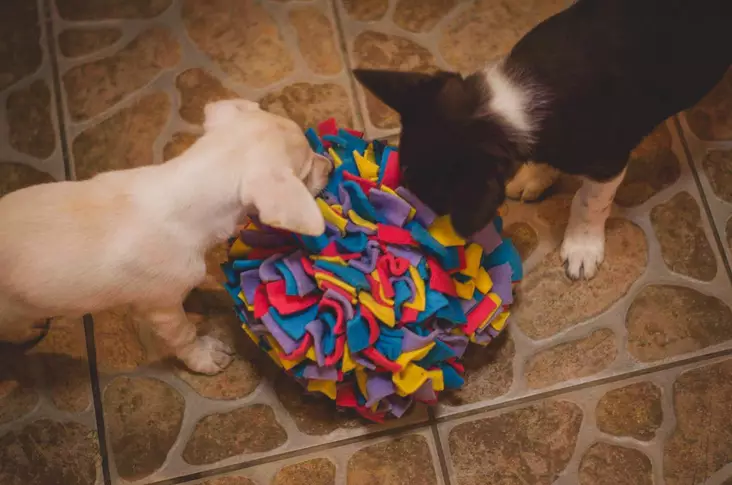 Sniffing Mat nuuskumatto KABOO - Koiran aktivointilelut - 032820 - 1