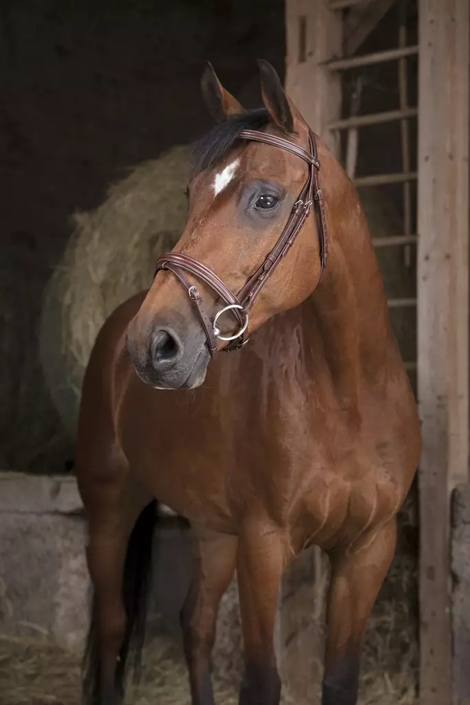 Suitset Fin havana Norton Pro - Ratsuhevosen suitset ja turpahihnat - 050980 - 1