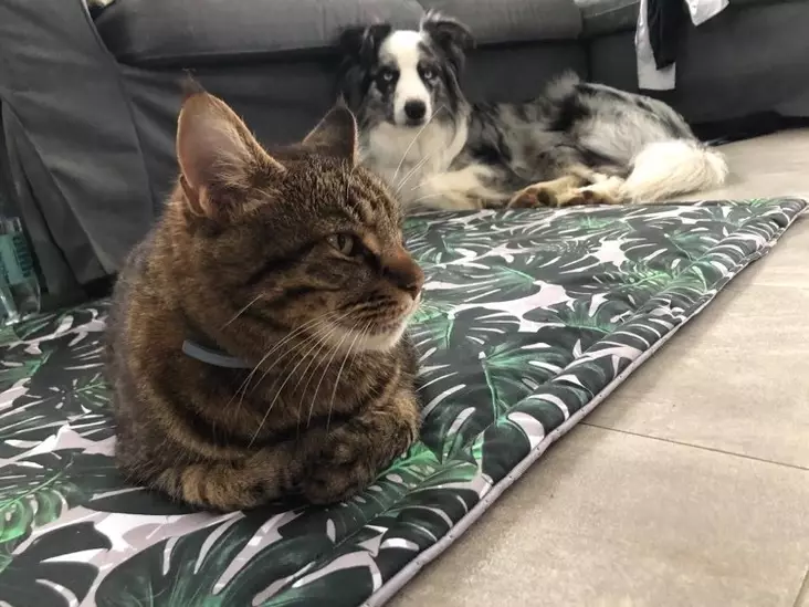 Vedenpitävä makuualusta Outdoor KABOO - Koiran alustat ja matot - 037310 - 1