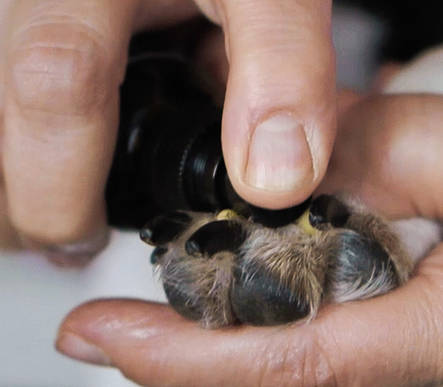 Pihkavoide kotimainen ArcticVet - Koiran ihon ja haavan hoito - 019001 - 2