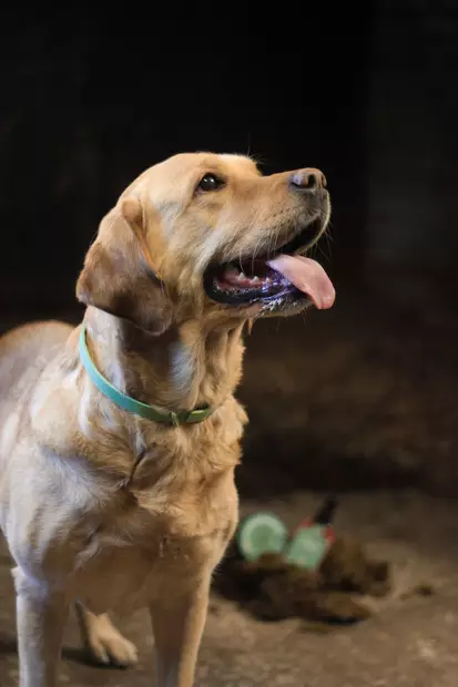 Tuoksupanta 62cm TassuFoods - Koiran suojaus hyönteisiltä ja loisilta - 056771 - 2