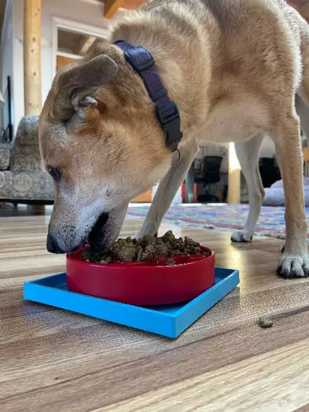 Imukuppialusta Hold 'Em 21,5x21.5x2,5cm sininen SodaPup - Koiran aktivointilelut - 050551 - 2