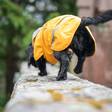 SadePomppa Curry - Koiran manttelit - 036201 - 4