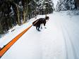 Tossut 4kpl sininen Long distance Non-stop dogwear - Koiran tossut, sukat ja korvasuojat - 022891 - 4
