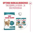 Ageing 11+ Royal Canin - Kissan kuivaruoat ikääntyville kissoille - 053851 - 4