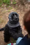 HuppuPomppa graphite - Koiran tossut, sukat ja korvasuojat - 059231 - 4