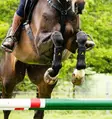 Jännesuojat Adagio L musta-keltaiset Horseware - Hevosen vuohis- ja hivutussuojat - 055431 - 6