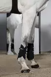 Jännesuojat Mesh Tendon Boots navy Eskadron - Hevosen vuohis- ja hivutussuojat - 059541 - 2