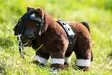 Kapsonisetti Cuddle Pony HKM-sports - Koti ja sisustus - 057761 - 2