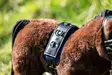 Kapsonisetti Cuddle Pony HKM-sports - Koti ja sisustus - 057761 - 7