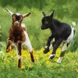 Kortti 13.7x13.7cm Baby goats - Lahjatavarat - 059141 - 1