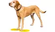 Kosketusalusta Target 25cm 4kpl FitPaws - Koiran aktivointilelut - 022001 - 5