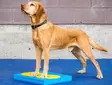 Kosketusalusta Target 25cm 4kpl FitPaws - Koiran aktivointilelut - 022001 - 6
