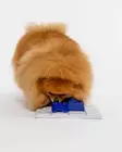 Lisäpala Sela 12x6x4,5cm tummansininen Pawzler - Koiran aktivointilelut - 059891 - 2