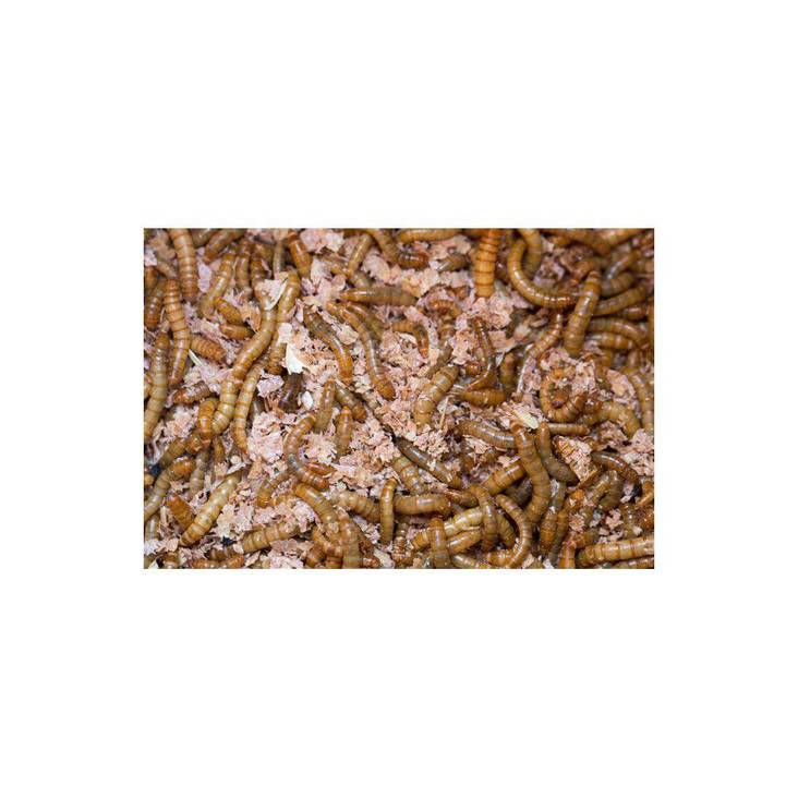 Jauhomato KILOHINTA Imazo - Matelijoiden ruokinta ja lisäravinteet - 038721 - 1