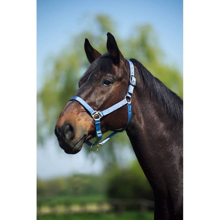 Nylonriimu nahkavuori SHETLAND Norton - Hevosen nylonriimut - 037831 - 1