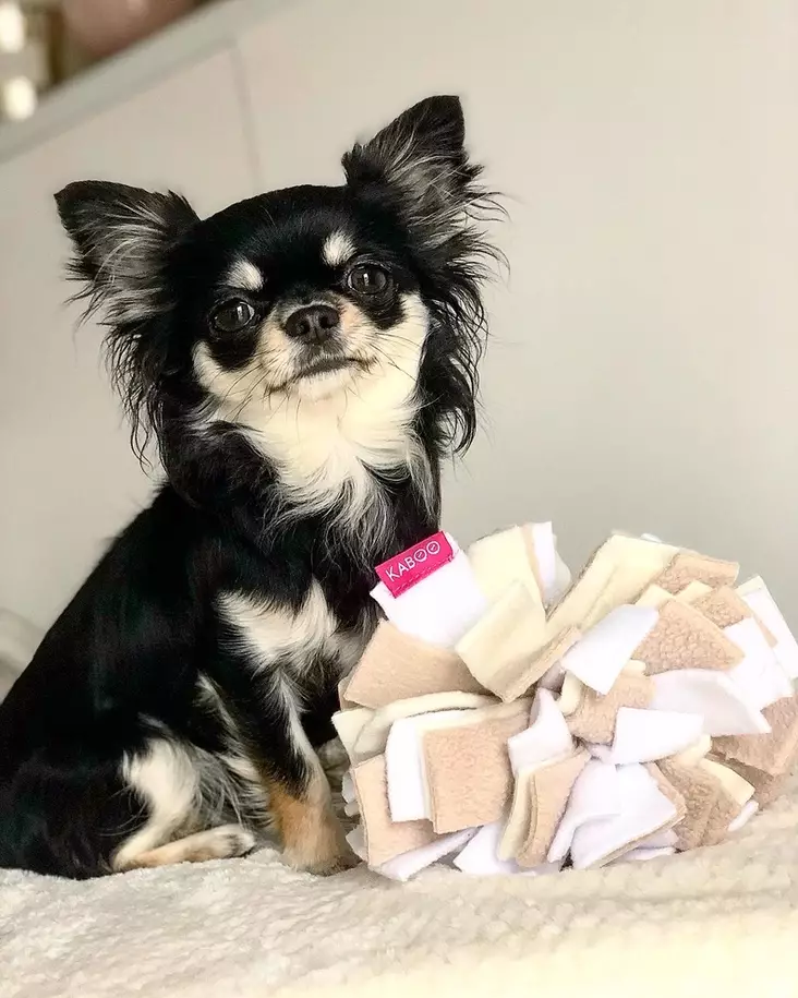 Sniffing Ball nuuskupallo KABOO - Koiran aktivointilelut - 032781 - 3