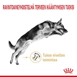 German Shepherd Mature 5+ 12kg Royal Canin - Koiran kuivaruoat ikääntyville koirille - 018672 - 2