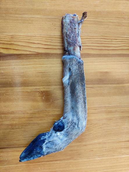 Koulutusriista peuransorkka pakaste - Dummyt, riistakoulutus, metsästys - 004292 - 1