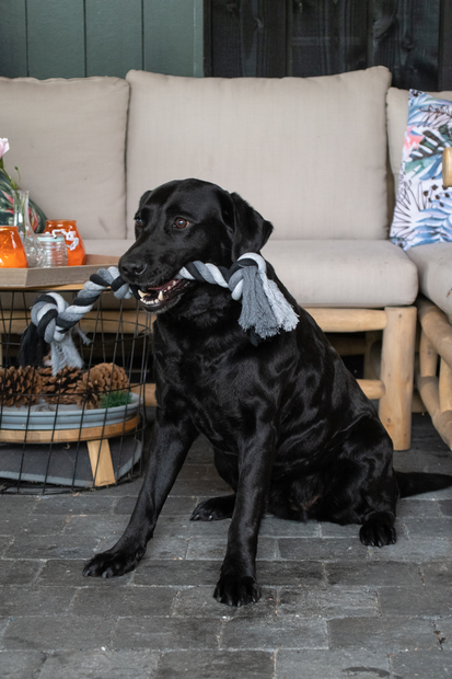 Köysilelu Dental 3 solmua 55cm Floss Boss - Koiran köysilelut - 035342 - 5