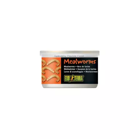 Jauhomadot Mealworms 34g prk EXT - Matelijoiden ruokinta ja lisäravinteet - 045542 - 1