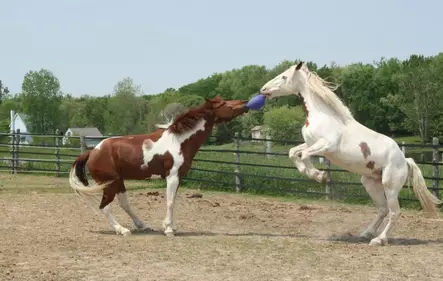 Kahvapallo 20cm Dual Red omena JollyBall - Hevosen lelut ja aktivointi - 056382 - 2