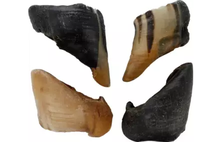 Lampaan kynsi 200g Snacks Nature - Koirien puruluut - 056242 - 1