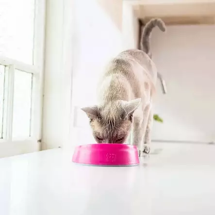 LickiMat Cat Oral Hygiene 15cm pinkki - Aktivoivat ja ahmimisenesto ruokakupit - 055882 - 2