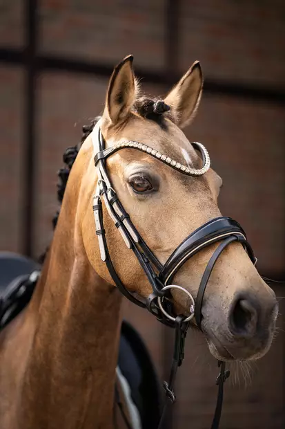 Suitset Limone Elegant musta-beige HKM-sports - Ratsuhevosen suitset ja turpahihnat - 055972 - 2