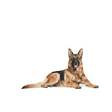 German Shepherd Mature 5+ 12kg Royal Canin - Koiran kuivaruoat ikääntyville koirille - 018672 - 3