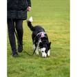 Koulutusliina Track & Train 5m musta Ezydog - Koiran nylontaluttimet - 037792 - 4