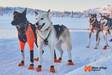 Vetovaljas Nansen Nome 5.0 musta Non-Stop Dogwear - Koiran veto- ja juoksuvaljaat - 032742 - 7