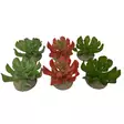 Tekokasvi Echeveria 8,5x8x5,8cm Terra Della - Terraarion tarvikkeet ja kuivikkeet - 054202 - 1