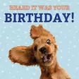 Kortti 13,7x13,7cm Heard it was your Birthday! / spaniel - Lahjatavarat - 059122 - 1
