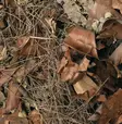 Lehtikarike Leaf Litter Forest Floor 5L Habistat - Terraarion tarvikkeet ja kuivikkeet - 059162 - 2